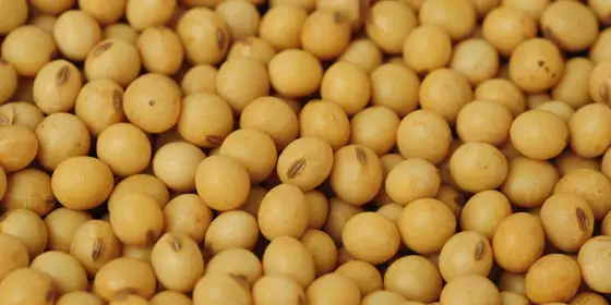 Grãos de soja